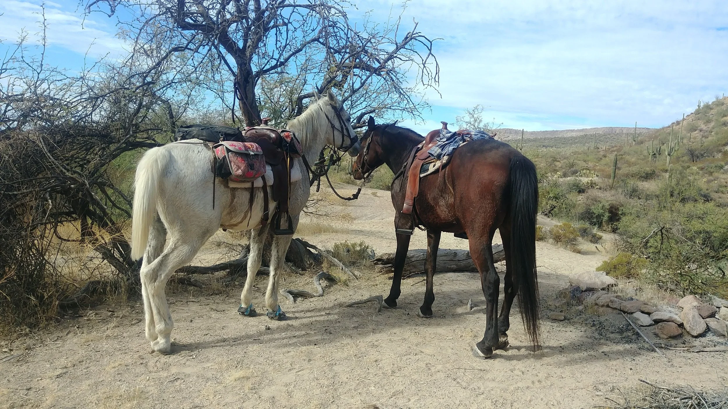 Two horses on a Southwestern trail